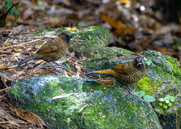 Hành trình gian nan săn chim quý hiếm trên đỉnh Fansipan