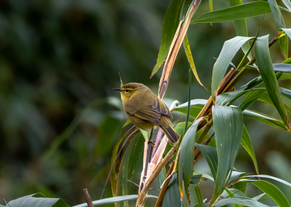 Hành trình gian nan săn chim quý hiếm trên đỉnh Fansipan