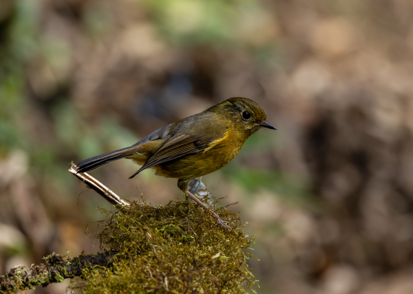 Hành trình gian nan săn chim quý hiếm trên đỉnh Fansipan