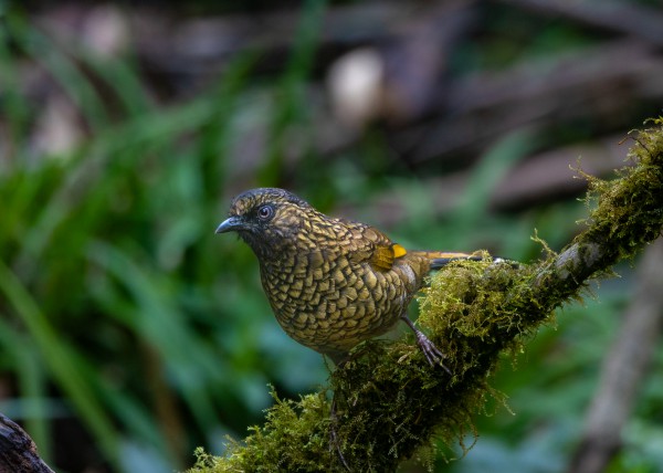 Hành trình gian nan săn chim quý hiếm trên đỉnh Fansipan