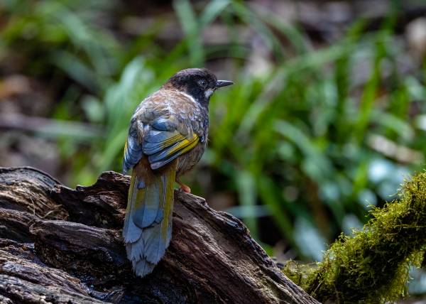 Hành trình gian nan săn chim quý hiếm trên đỉnh Fansipan