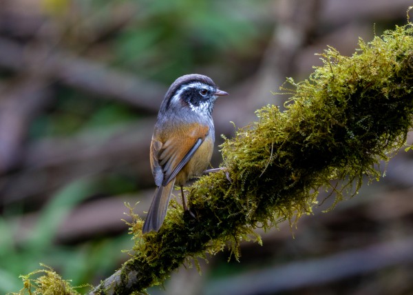 Hành trình gian nan săn chim quý hiếm trên đỉnh Fansipan