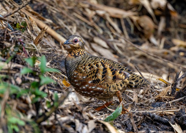 Hành trình gian nan săn chim quý hiếm trên đỉnh Fansipan