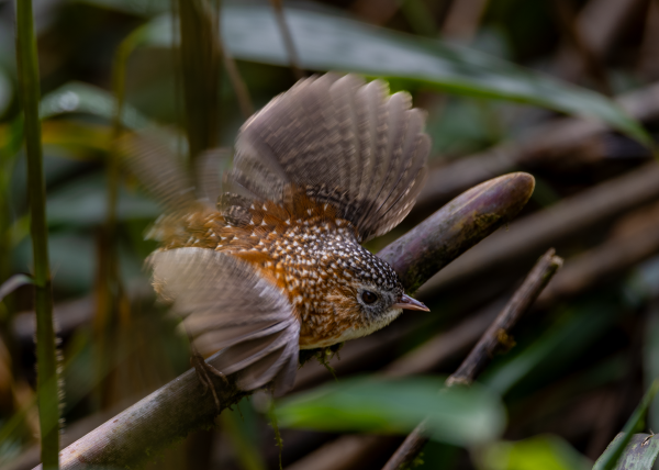 Hành trình gian nan săn chim quý hiếm trên đỉnh Fansipan