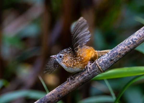 Hành trình gian nan săn chim quý hiếm trên đỉnh Fansipan