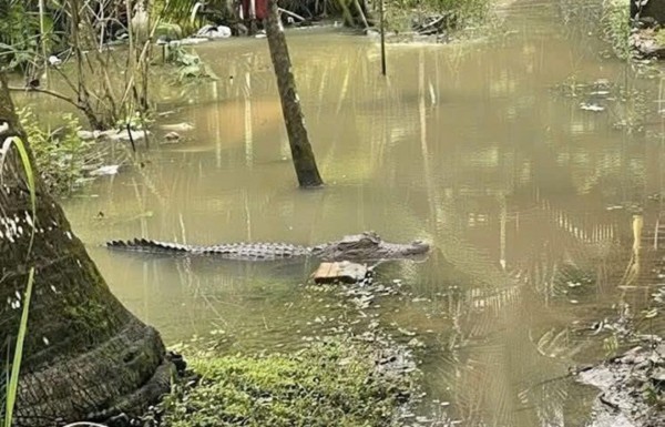 Cần Thơ: Tìm kiếm cá sấu dài 1,5 m xuất hiện trong khu vực ngập nước Cần Thơ: Tìm kiếm cá sấu dài 1,5 m xuất hiện trong khu vực ngập nước