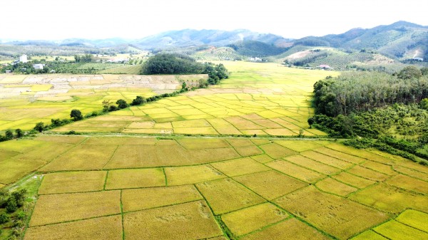 Cánh đồng lúa đẹp như tranh vẽ tại Đồng Nai