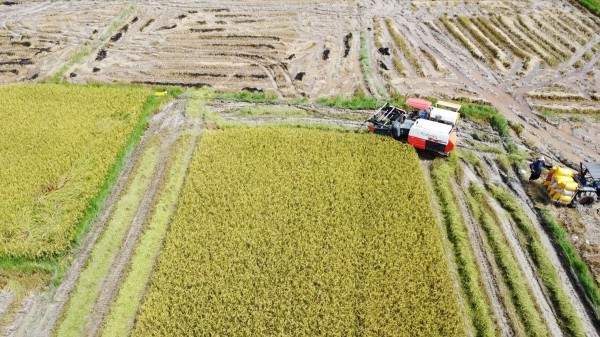 Cánh đồng lúa đẹp như tranh vẽ tại Đồng Nai