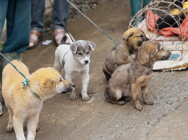 Chợ chó Bắc Hà tấp nập trong mưa rét