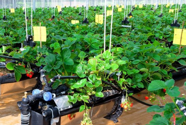 Chuyển đổi sang nông nghiệp tuần hoàn: Hành trình từ tiêu hao đến tái sinh