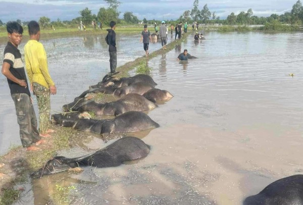 Đắk Lắk: Người dân ngậm ngùi nhìn trâu chết ngạt do nước lũ dâng cao do bão Kalmeagi Đắk Lắk: Người dân ngậm ngùi nhìn trâu chết ngạt do nước lũ dâng cao do bão Kalmeagi
