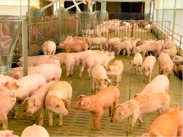 Giá heo hơi hôm nay 17.11.2025: Đã có dấu hiệu hồi phục? Giá heo hơi hôm nay 17.11.2025: Đã có dấu hiệu hồi phục?