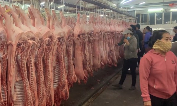 Giá heo hơi hôm nay 5.11.2025: Vì sao rớt thảm?