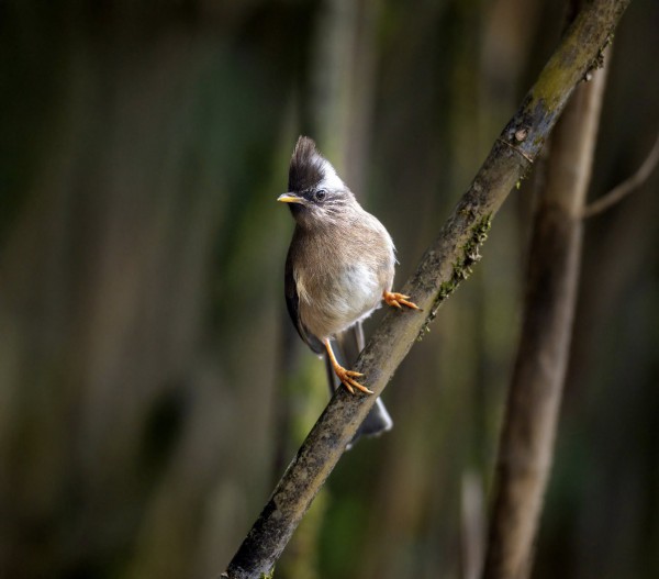 Hành trình gian nan săn chim quý hiếm trên đỉnh Fansipan