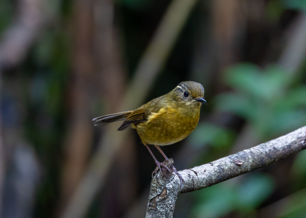 Hành trình gian nan săn chim quý hiếm trên đỉnh Fansipan