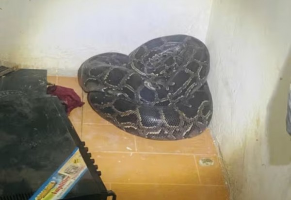 Hoảng sợ khi thấy trăn đất hơn 30 kg cuộn tròn trong góc nhà Hoảng sợ khi thấy trăn đất hơn 30 kg cuộn tròn trong góc nhà