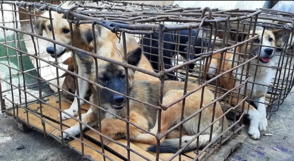 Jakarta ra tối hậu thư cho các lò mổ, chấm dứt việc buôn bán thịt chó