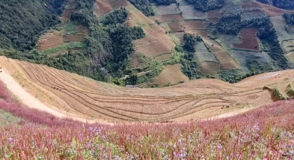 Lạc lối ở Mù Cang Chải mùa hoa Chi Pâu