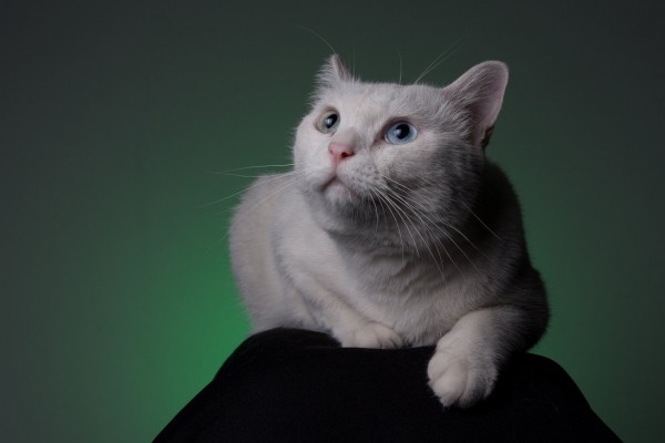 Mèo Thái chính thức trở thành biểu tượng quốc gia của Thái Lan Mèo Thái chính thức trở thành biểu tượng quốc gia của Thái Lan