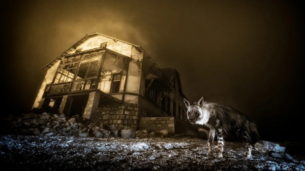 Ngắm những bức ảnh vừa mê hoặc vừa ma quái về động vật hoang dã