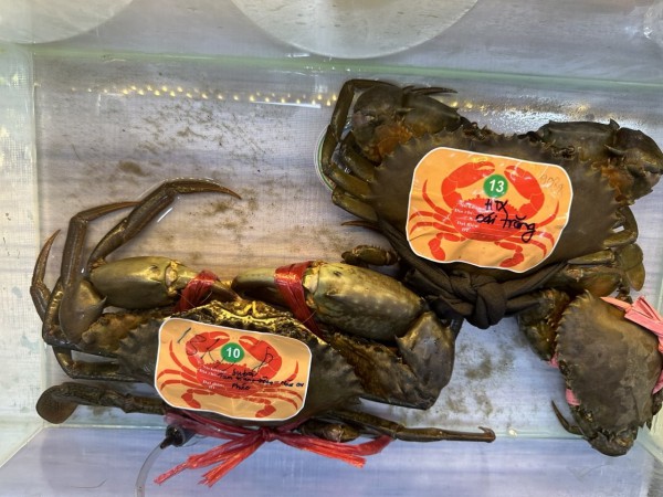 Nới thời gian tìm "vua cua" để xác lập kỷ lục Việt Nam Nới thời gian tìm "vua cua" để xác lập kỷ lục Việt Nam