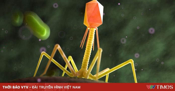 Phát triển thành công miếng dán chứa virus diệt tới 99,9% vi khuẩn gây bệnh trong thực phẩm Phát triển thành công miếng dán chứa virus diệt tới 99,9% vi khuẩn gây bệnh trong thực phẩm