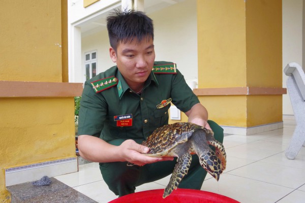 Quảng Ngãi: Thiếu nữ 16 tuổi phát hiện đồi mồi quý hiếm, nhờ biên phòng cứu hộ Quảng Ngãi: Thiếu nữ 16 tuổi phát hiện đồi mồi quý hiếm, nhờ biên phòng cứu hộ