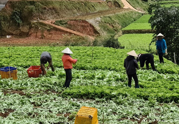 Sau mưa lũ, giá rau xanh ở Lâm Đồng tăng chóng mặt