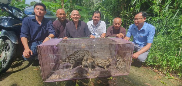 Thả 4 cá thể mèo rừng quý hiếm về rừng U Minh Hạ Thả 4 cá thể mèo rừng quý hiếm về rừng U Minh Hạ