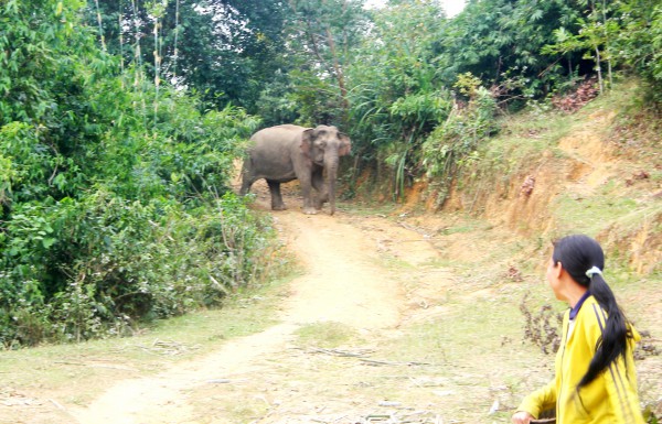 Voi rừng vào nhà dân ở Nghệ An tìm muối