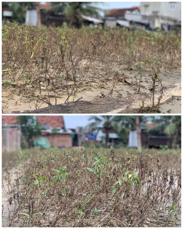 Đất làng rau phường Tuy Hòa thành 'đất chết', 'bỏ không được, nhìn đắng cay'