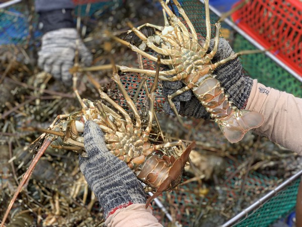 Thủ phủ tôm hùm nỗ lực hồi sinh sau lũ