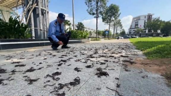 Giun đất bò ra đường chết khô hàng loạt, chuyên gia nêu 3 giả thuyết khoa học