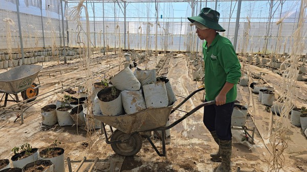 Tan hoang 'thủ phủ' hoa lay ơn Tan hoang 'thủ phủ' hoa lay ơn