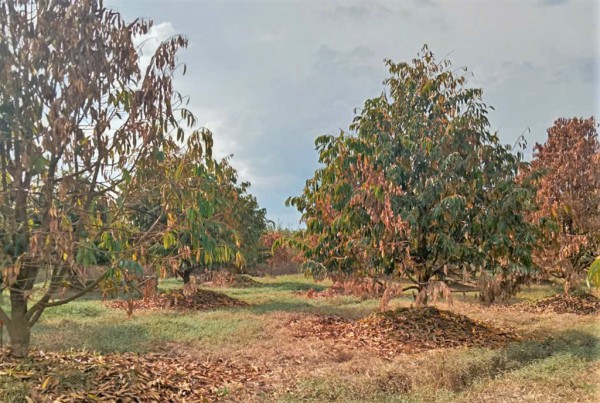 Tan hoang 'thủ phủ' hoa lay ơn Tan hoang 'thủ phủ' hoa lay ơn