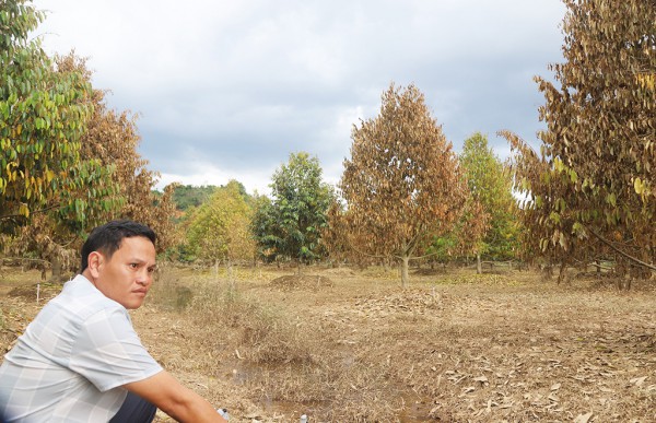 Tan hoang 'thủ phủ' hoa lay ơn Tan hoang 'thủ phủ' hoa lay ơn