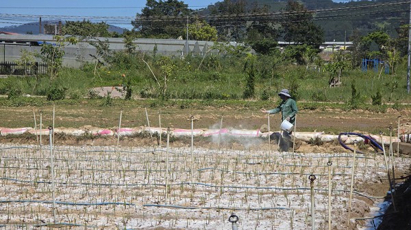 Tan hoang 'thủ phủ' hoa lay ơn Tan hoang 'thủ phủ' hoa lay ơn