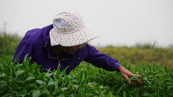 Giá ớt lập kỷ lục, nông dân Thanh Hóa… mất ngủ Giá ớt lập kỷ lục, nông dân Thanh Hóa… mất ngủ