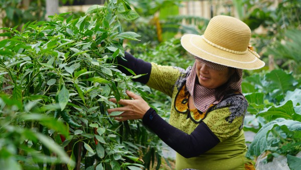 Giá ớt lập kỷ lục, nông dân Thanh Hóa… mất ngủ Giá ớt lập kỷ lục, nông dân Thanh Hóa… mất ngủ