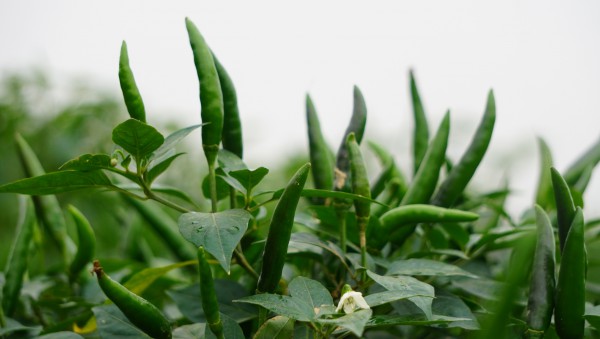 Giá ớt lập kỷ lục, nông dân Thanh Hóa… mất ngủ Giá ớt lập kỷ lục, nông dân Thanh Hóa… mất ngủ