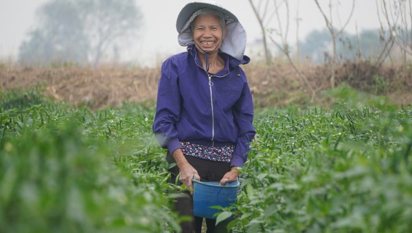 Giá ớt lập kỷ lục, nông dân Thanh Hóa… mất ngủ Giá ớt lập kỷ lục, nông dân Thanh Hóa… mất ngủ