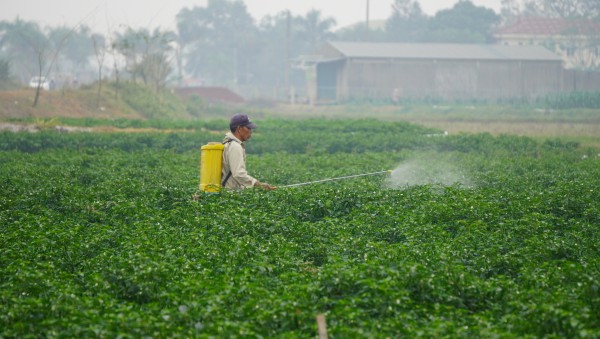 Giá ớt lập kỷ lục, nông dân Thanh Hóa… mất ngủ Giá ớt lập kỷ lục, nông dân Thanh Hóa… mất ngủ