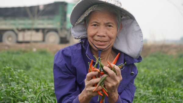 Giá ớt lập kỷ lục, nông dân Thanh Hóa… mất ngủ Giá ớt lập kỷ lục, nông dân Thanh Hóa… mất ngủ