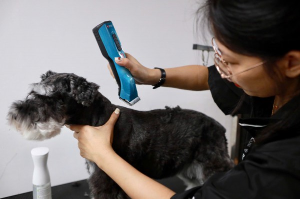 Làm đẹp thú cưng ở TP.HCM: Áp lực 'khủng' với khách hàng 4 chân Làm đẹp thú cưng ở TP.HCM: Áp lực 'khủng' với khách hàng 4 chân