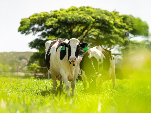 Sữa tươi A2 - Xu hướng mới cho hệ tiêu hóa non nớt của trẻ nhỏ? Sữa tươi A2 - Xu hướng mới cho hệ tiêu hóa non nớt của trẻ nhỏ?