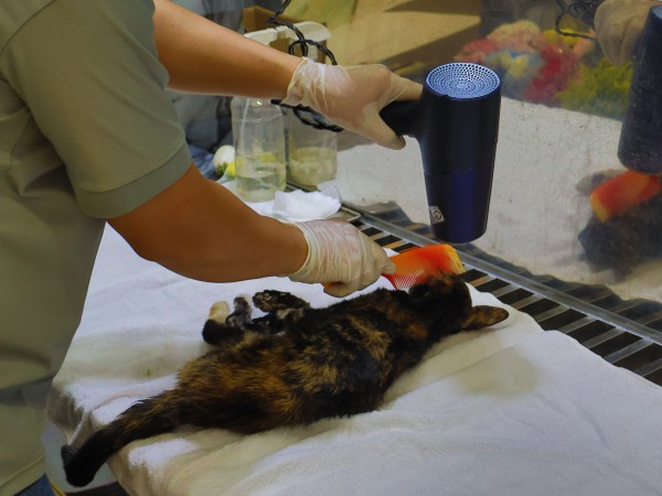 Hỏa táng thú cưng: Sự 'lạnh lùng' cần thiết của anh Quý Hỏa táng thú cưng: Sự 'lạnh lùng' cần thiết của anh Quý