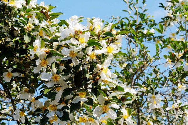 Bình Liêu mùa hoa sở gọi bước du khách Bình Liêu mùa hoa sở gọi bước du khách