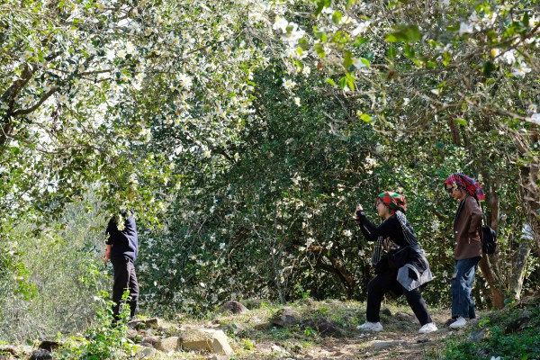 Bình Liêu mùa hoa sở gọi bước du khách Bình Liêu mùa hoa sở gọi bước du khách