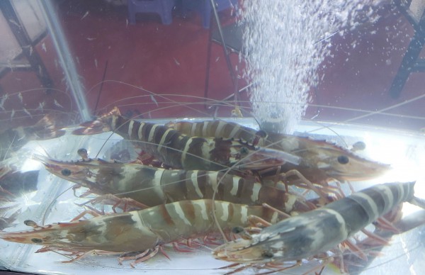 Festival tôm Cà Mau 2026: Chiến lược đưa thương hiệu tôm vươn ra thế giới Festival tôm Cà Mau 2026: Chiến lược đưa thương hiệu tôm vươn ra thế giới