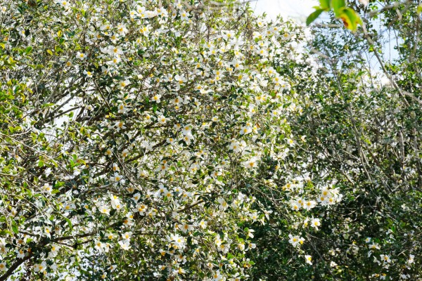 Bình Liêu mùa hoa sở gọi bước du khách Bình Liêu mùa hoa sở gọi bước du khách